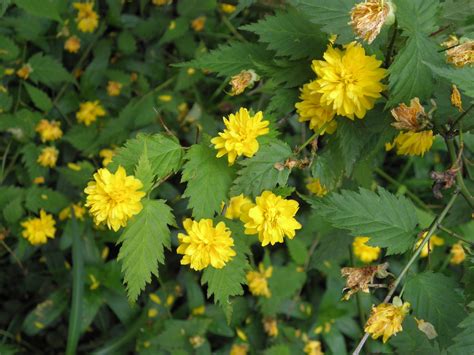 Kerria japonica (L.) DC. | Plants of the World Online | Kew Science