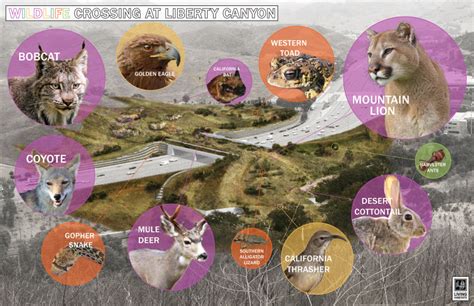 A Field Guide To SoCal’s Iconic Wildlife (And Where To Find Them) | LAist