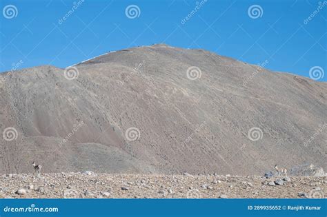 Tibetan gazelle stock photo. Image of male, environment - 289935652