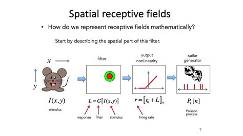 9: Receptive Fields - Intro to Neural Computation - YouTube