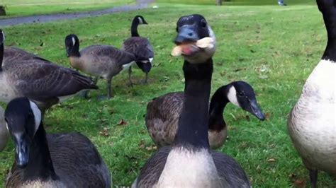 Feeding Canada Geese, so funny - YouTube