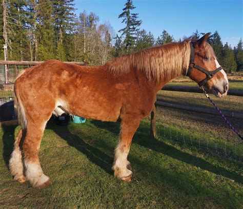 Charlie the horse needs your help - BC SPCA