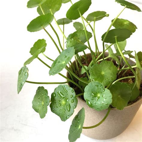 Pennywort Plant - Nestreeo.com