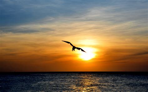 Download Wallpaper Bird Flying Over Sea, Sunset, Skyline - Bird Flying In The Sunset On Itl.cat