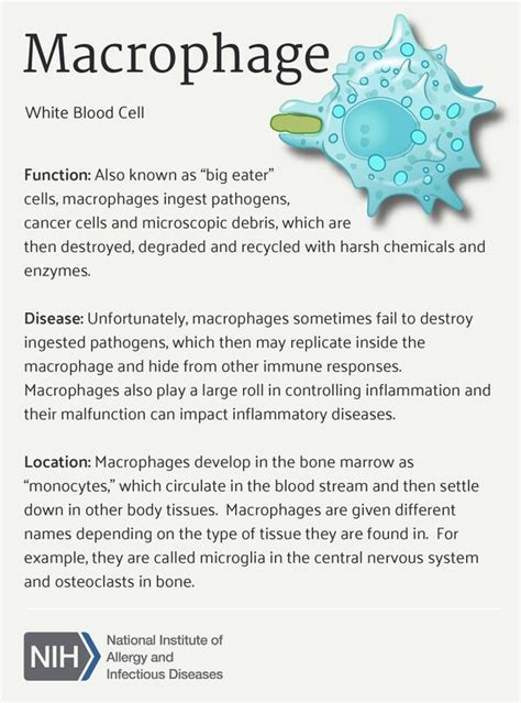 Reticuloendothelial System - Physiopedia