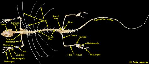 BIO370-Lizard Skeleton