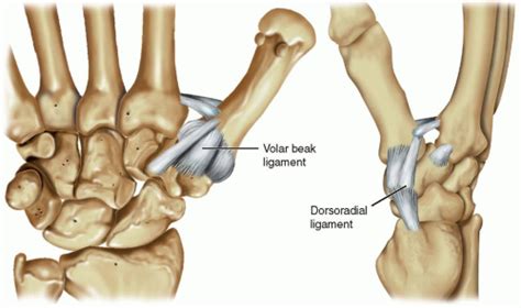 Carpometacarpal Joint Anatomy