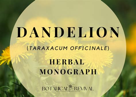 Dandelion Monograph: The Plant That Wins Every Time (PDF)