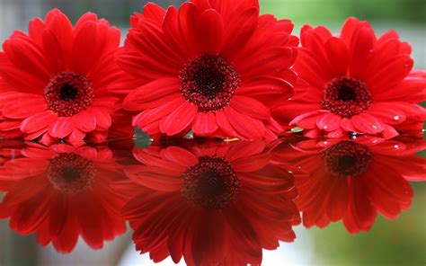 Download Nature Gerbera HD Wallpaper