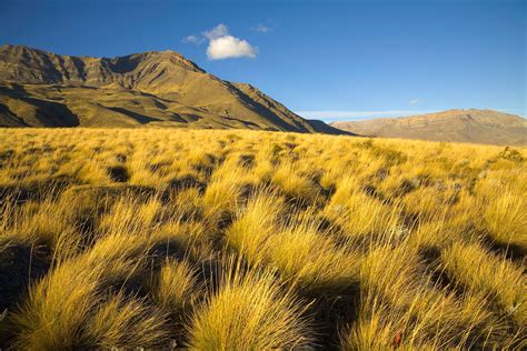 Temperate Grassland Wildflowers