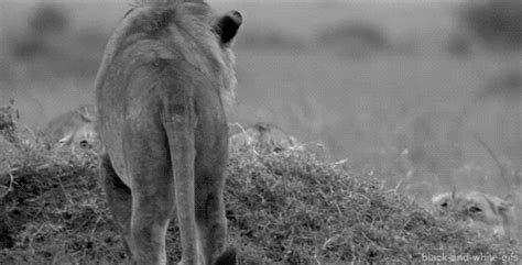 Black And White Lion GIF - Find & Share on GIPHY