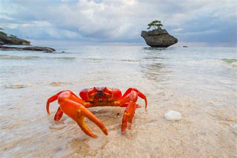 Red Crab Migration - Indian Ocean Experiences