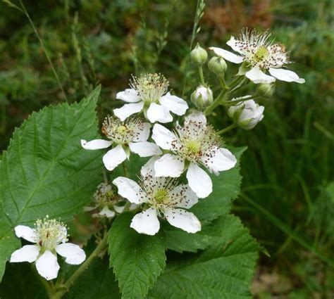 Dewberry facts and health benefits