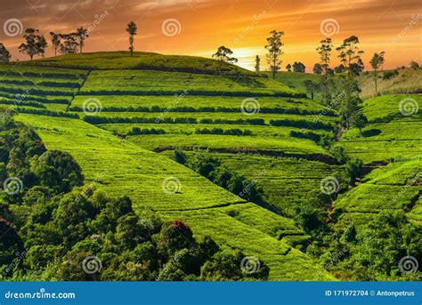 Tea Plantations in Nuwara Eliya at Sunset. Travels in Sri Lanka. Stock ...