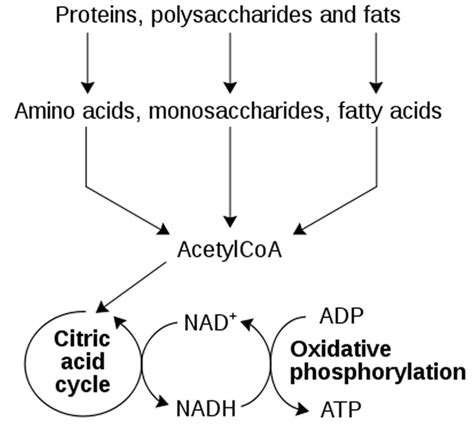 NADH Reviews - What Is The Function of NADH In Your Body