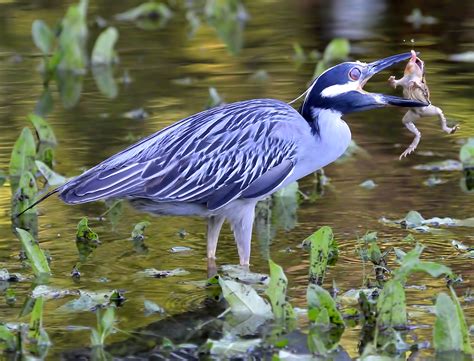 The Predator and the Prey - Shoal Creek Conservancy