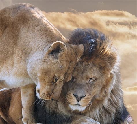 Lion And Lioness Hd | All Wallapers