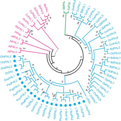 Phylogenetic Tree of plant PAL proteins using MEGA. The green, blue and... | Download Scientific ...