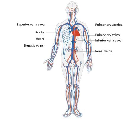 Body Systems - Mind Map