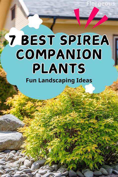 7 Best Spirea Companion Plants and Fun Landscaping Ideas in 2024 ...