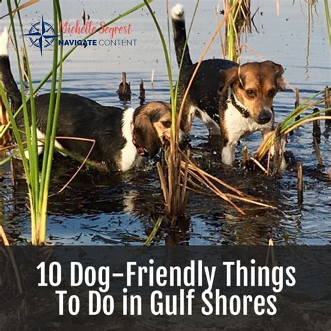 Top 10 Dog-Friendly Things to Do in Gulf Shores, Alabama — Navigate Content | Dog friendly beach ...