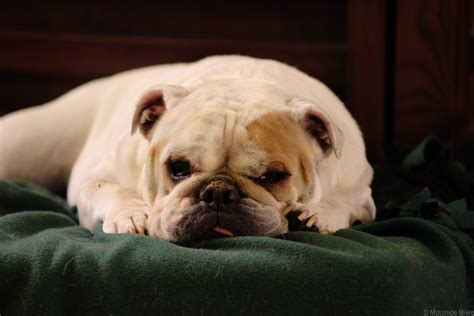 Common Health Issues in English Bulldogs