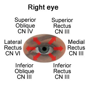 Oculomotor, Trochlear and Abducens Nerves