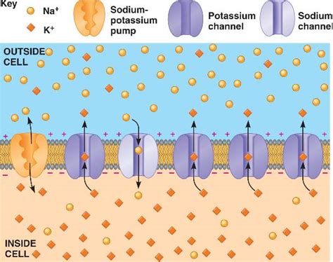 resting_potential.html 48_06bMembranePotentialB-L.jpg