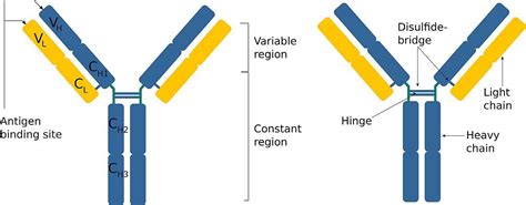 Antigen Structure And Function