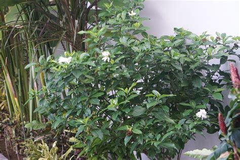 How to Grow and Care for Arabian Jasmine