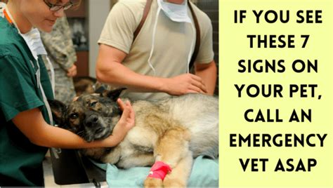 If You See These 7 Signs on Your Pet, Call an Emergency Vet ASAP