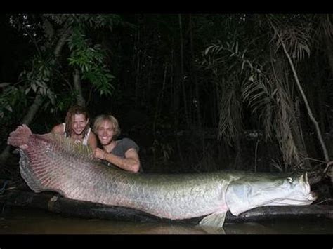 Worlds Largest Freshwater Fish Ever Caught