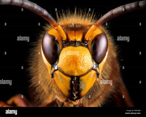 Close-up view of head of live European hornet (Vespa crabro)--the largest eusocial wasp native ...