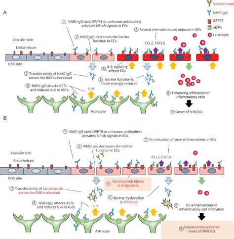 The Pathophysiology of NMOSD at the BBB and the Action Mechanism of ...