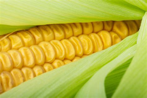 Fresh Corn Detail Free Stock Photo - Public Domain Pictures