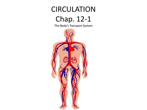 CIRCULATION Chap. 12-1 The Body*s Transport System