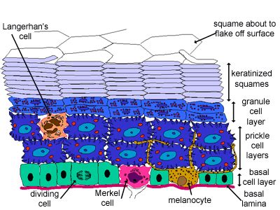 Skin: The Histology Guide