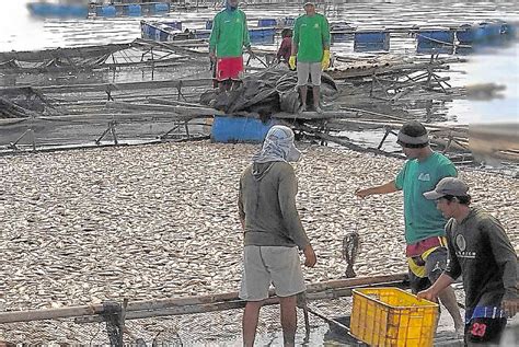 P12.3-M tilapia lost in Taal Lake fish kill | Inquirer News