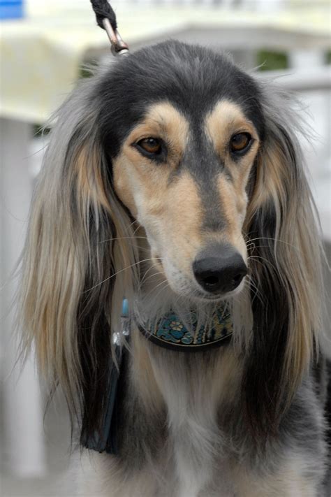 Saluki dog face photo and wallpaper. Beautiful Saluki dog face pictures