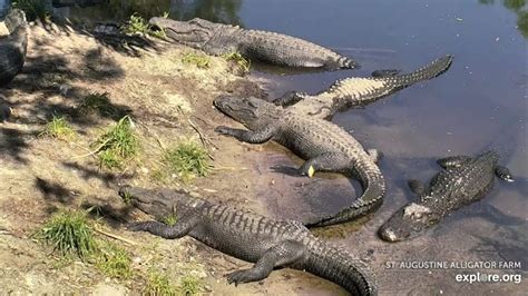 Live Alligator Swamp in Florida – Explore.org LIVECAM