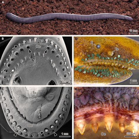 Researchers Find Snake-Like Venom Glands in Caecilian Amphibians ...