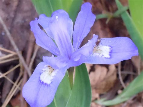 Pin on Flowers