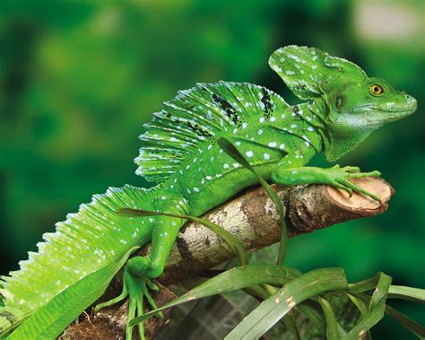 Green Basilisk, male - a photo on Flickriver