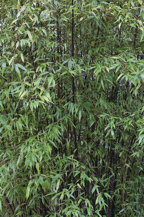 Phyllostachys nigra - Stock Image - C012/1785 - Science Photo Library