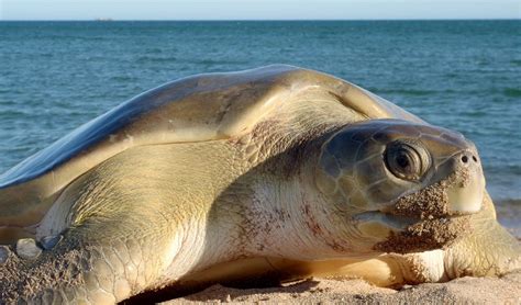 Flatback turtle migration routes mapped - Australian Geographic