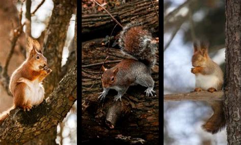 Squirrels: Diet, Characteristics, Habits and Many Other Facts