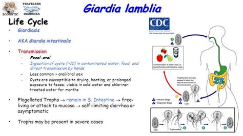 Giardia lamblia: Morphology, life cycle, pathogenesis, clinical manifestation, lab diagnosis and ...