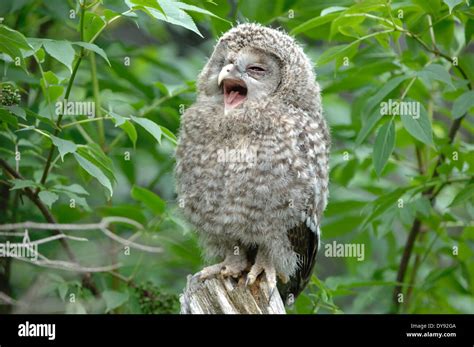 Owls, owl, Ural owl, night hunters, animal, animals, Germany, Europe Stock Photo: 68426410 - Alamy