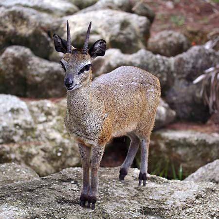 Klipspringer | African Antelope, Rock-Dwelling Mammal | Britannica