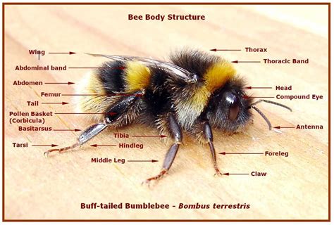 The Anatomy of a Bumble Bee: A Visual Guide